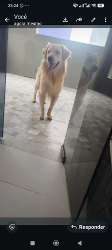 Doando um Golden