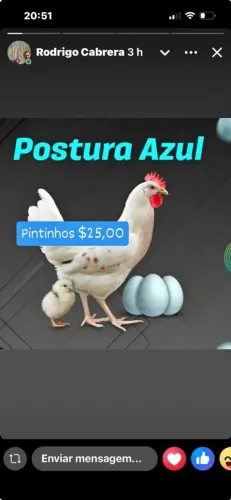 Galinha pintinho franga