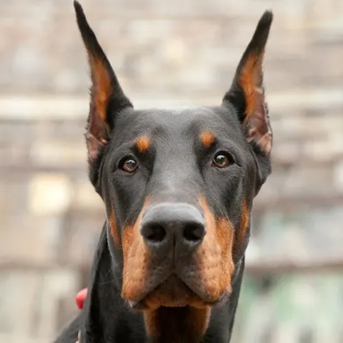 Mae e filha dobermann