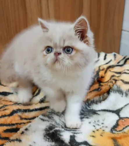 Filhotes Gato Persa.