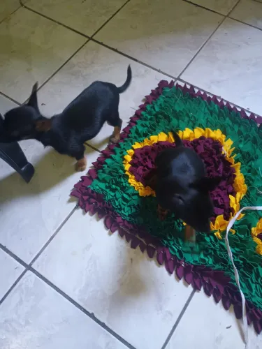Pinscher um casal