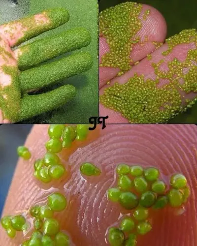 Planta aquática