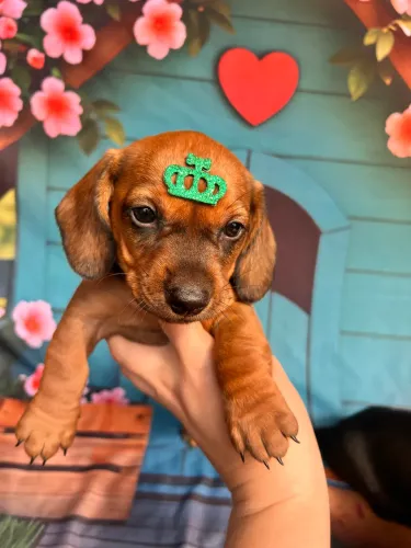 Dachshund Femea e macho pedigree opc
