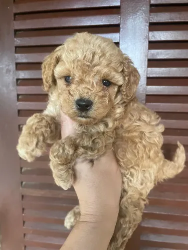 Poodle Toy Red ¿ Filhotes puros 