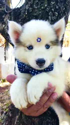 Husky Siberiano,Husky Siberiano Filhote Disponível Entrega Facilitada