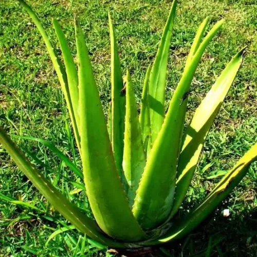 Aloe Vera (Babosa)