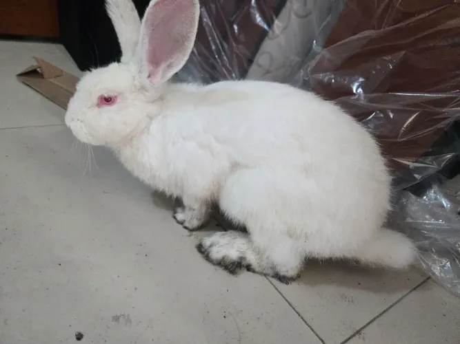 Coelho macho gigante