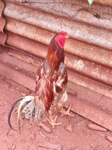 Galo