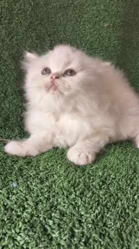 Gato persa fêmea vacinada 