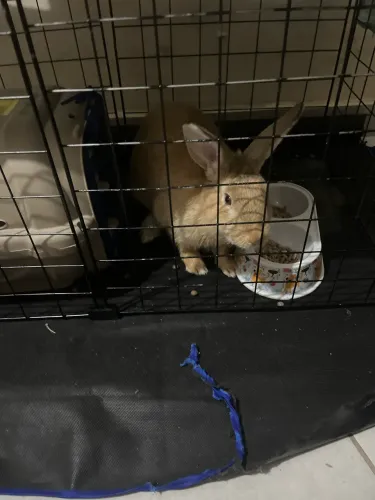 Doação de coelho macho 3 meses