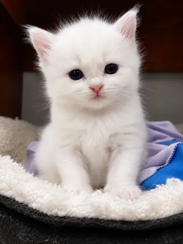 Gata Persa