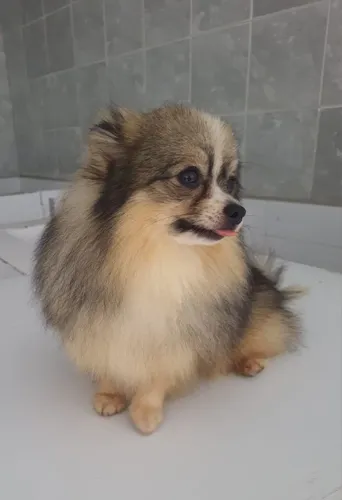Spitz alemão macho 