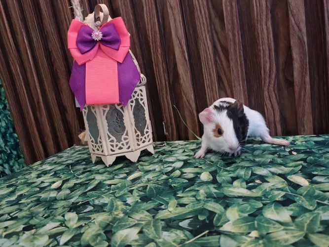 Porquinho da Índia