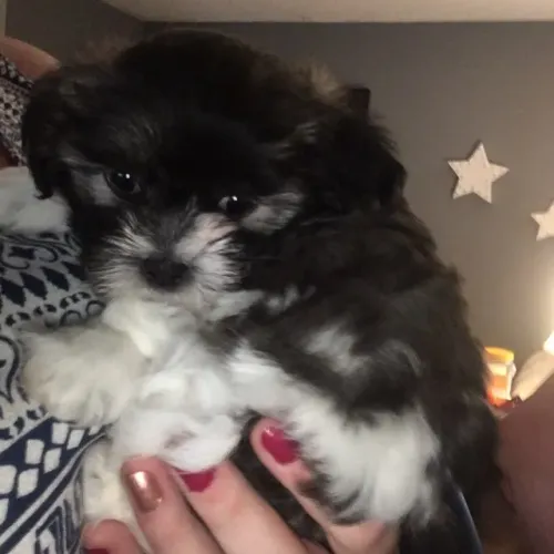 ?Filhotes de Lhasa Apso com procedência?