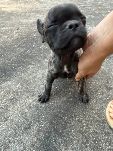 Buldogue Francês 