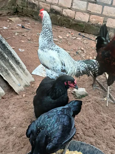 Frango