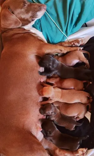 Vendo filhotes de Dachshund ( Salsicha).