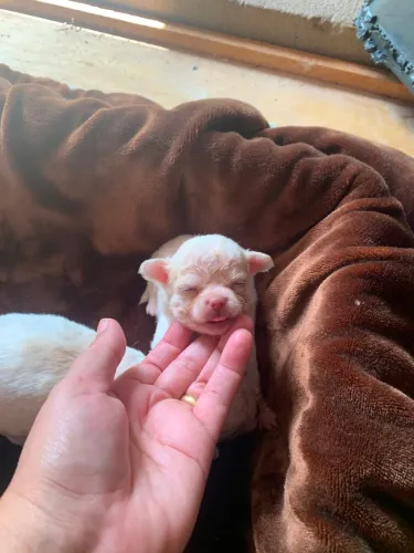 Filhotes de chihuahua pelo longo