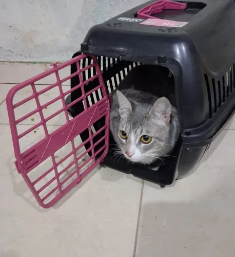 Doação de uma gata de 6 mês 
