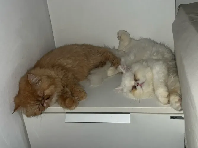 Gata persa laranja