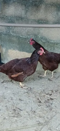 Pintinhos, frangos e ovos férteis da raça rhode island red