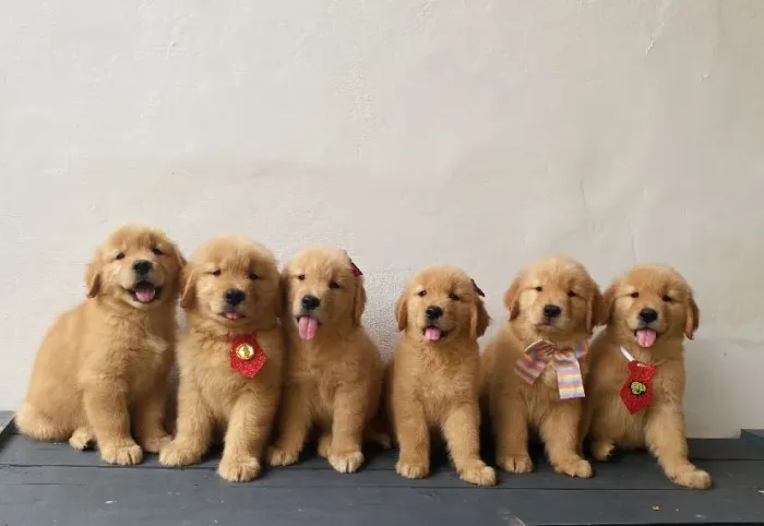 Filhotes de Golden Retriever 