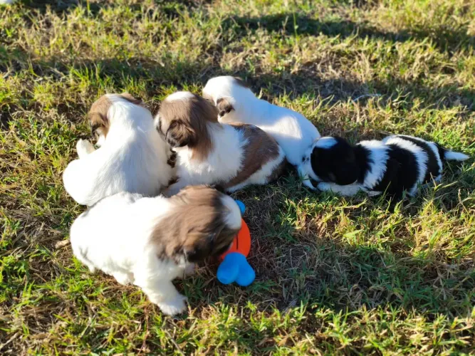 Shih tzu 1.000