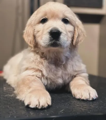 Filhotes de Golden Retriever | A oportunidade de conhecer seu próximo cãozinho chegou!