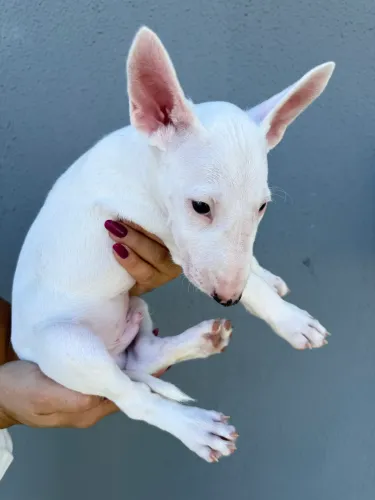 Filhote de Bull terrier 