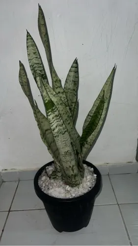 Jardim 