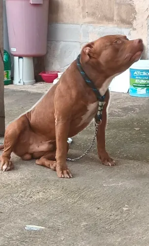 Cachorro para adoção - pitbull terrier