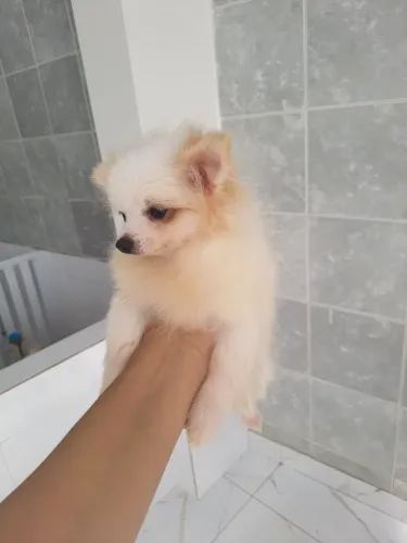 Spitz alemão