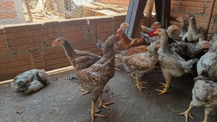 Franguinhos Caipira