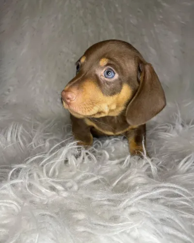 dachshund salsichinha 