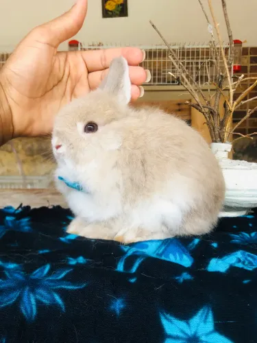 Coelho anão netherland dwarf linhagem importada - macho 