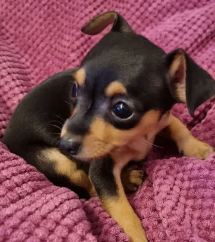 Filhote de cachorro Pinscher/Pincher pelagem densa super dócil saudável