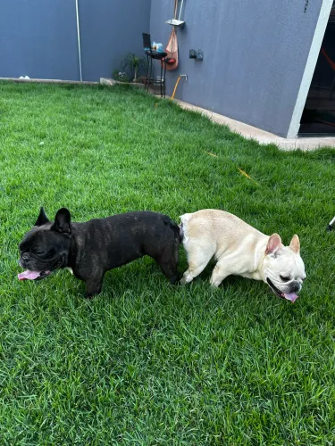 Bulldog Francês disponível para Cruza