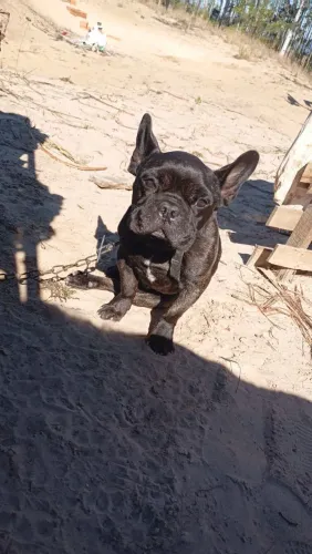 Macho disponível