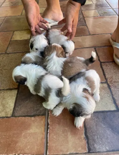 Doando cachorro shih tzu