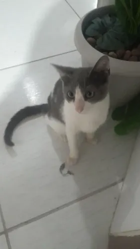 Gata para doação 