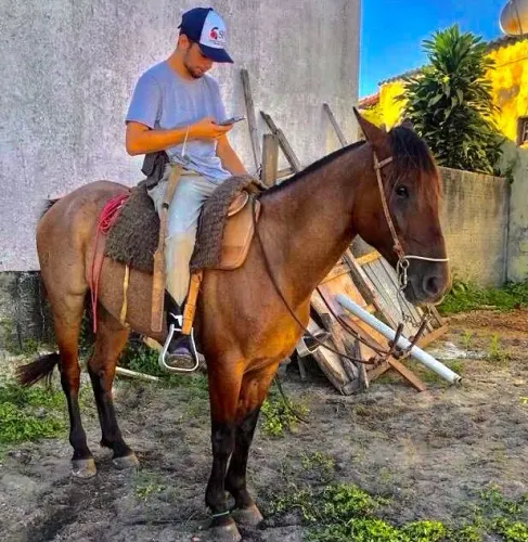 Cavalo criolo