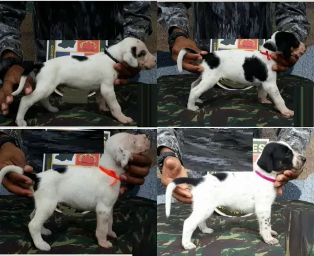 labrador x perdigueiro otimos para caçar e para companhia 