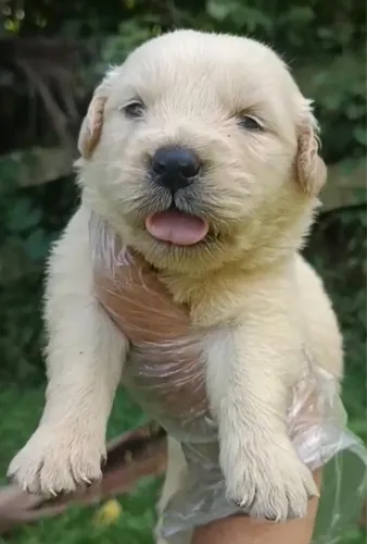 Golden retriever perfeito para familia e criança