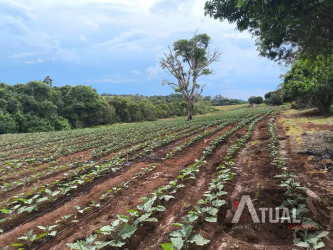 Fazenda de Café Produtiva  47 Alqueires em Monte Santo de Minas