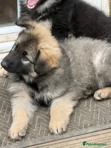 Filhote de cachorro Pastor Alemão super dócil e pronto para o lar