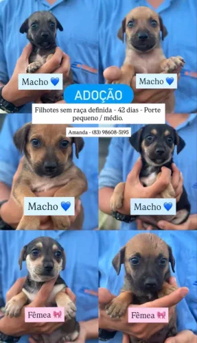 Adoção de filhotes sem raça definida - 42 dias - porte pequeno / médio