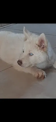 Filhotes husk siberiano 