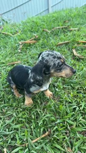 Bebê salsichinha macho 