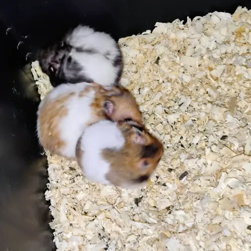 Hamster Sírio Filhotes 