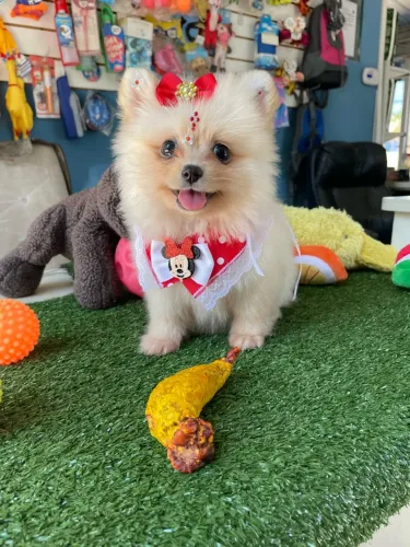 Spitz alemão fêmea com procedência $4.500,00
